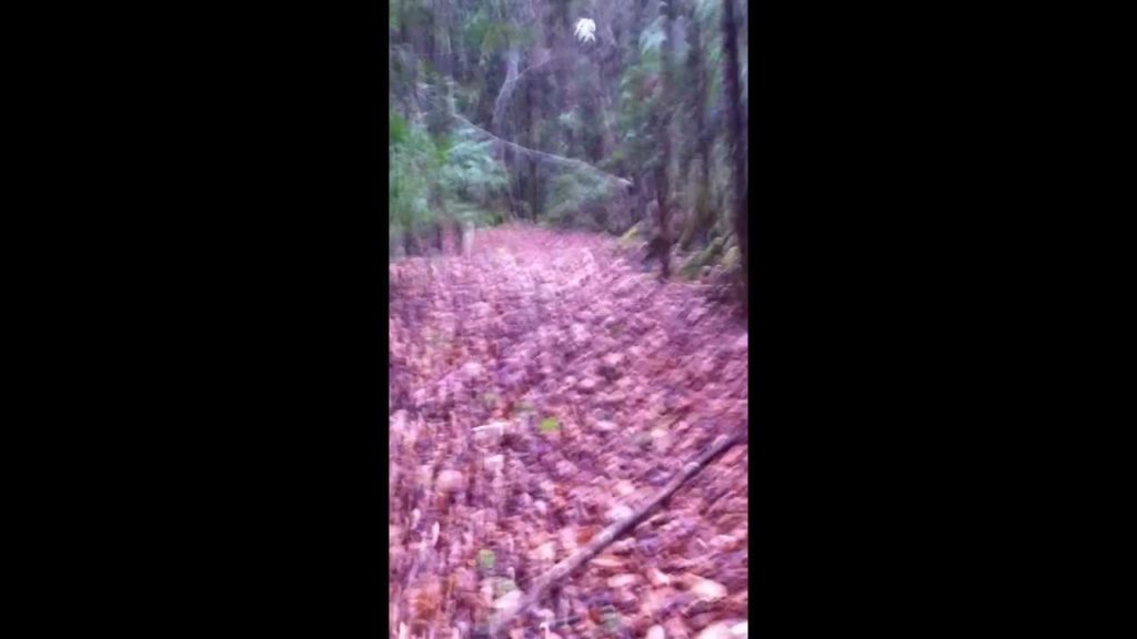 Aokigahara Video Diary 8: Red Tape.MOV