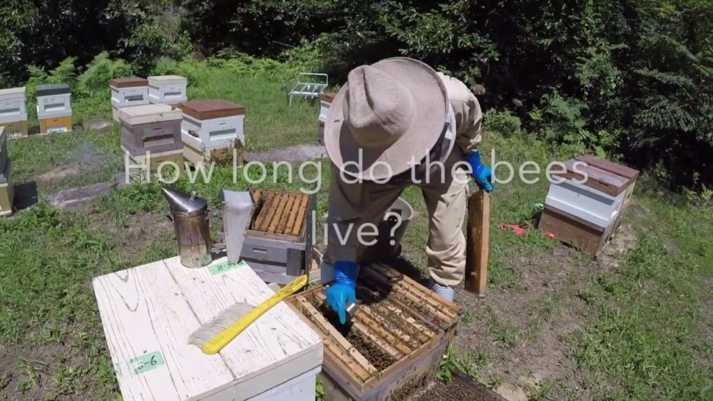Visiting a Japanese Beekeeper on Miyajima Island Visiting a Japanese Beekeeper on Miyajima Island