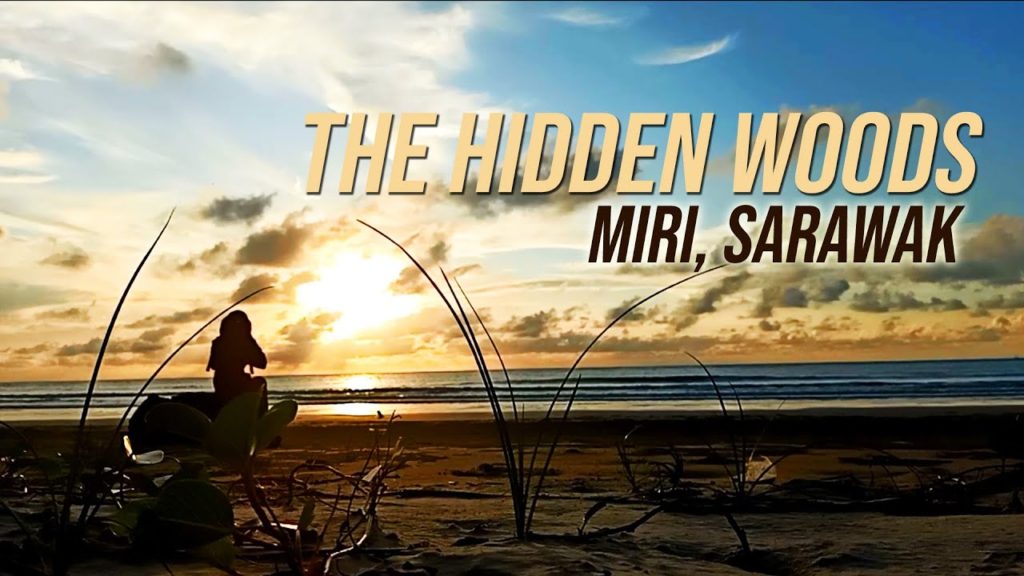 The Hidden Woods in Miri Sarawak | Visit Miri | Cinematic Video | By Dr Kritik The Hidden Woods in Miri Sarawak | Visit Miri | Cinematic Video | By Dr Kritik