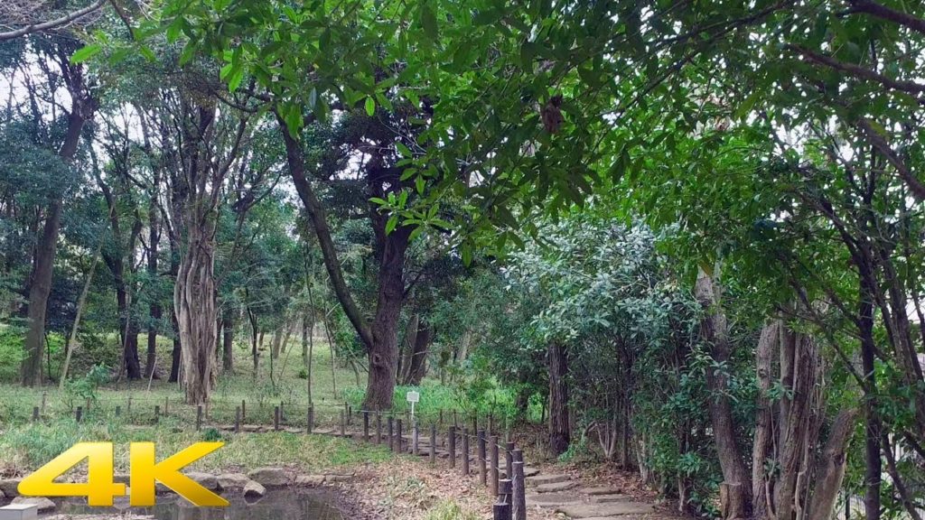 Tokyo Rinshi Forest Park Walk【4K】 Tokyo Rinshi Forest Park Walk【4K】