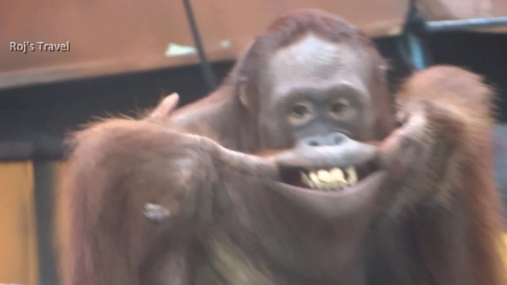 Thailand | EP#2 | Bangkok Safari World - Orangutan show | Vlog#15