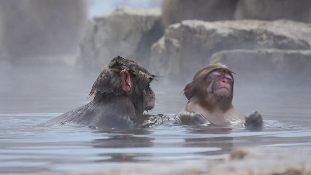 【 Snow Monkey 】Baby Monkeys at Play　【 スノーモンキー 】地獄谷野猿公苑
