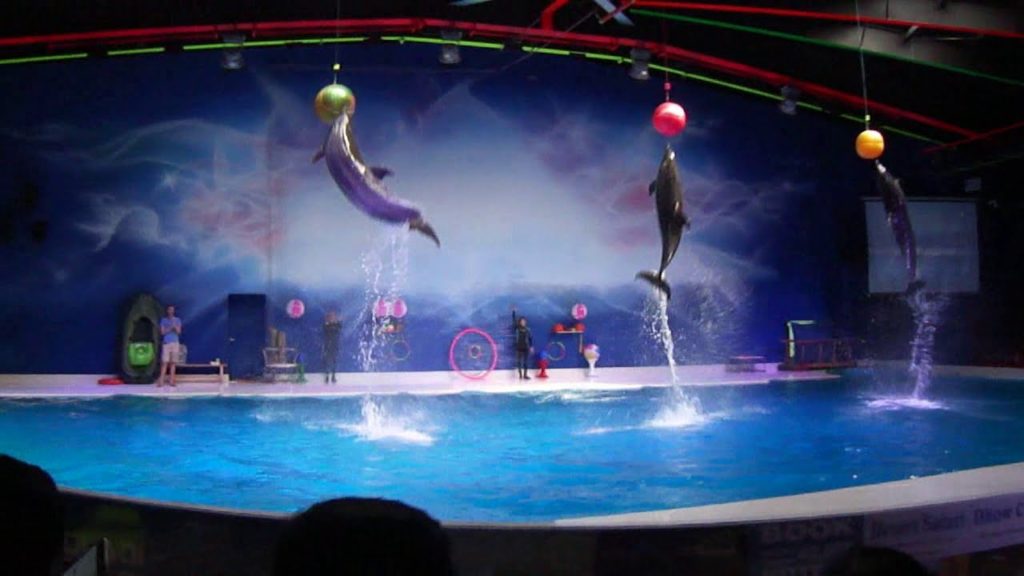 Best of the Dubai Dolphin Show 2020 Best of the Dubai Dolphin Show 2020
