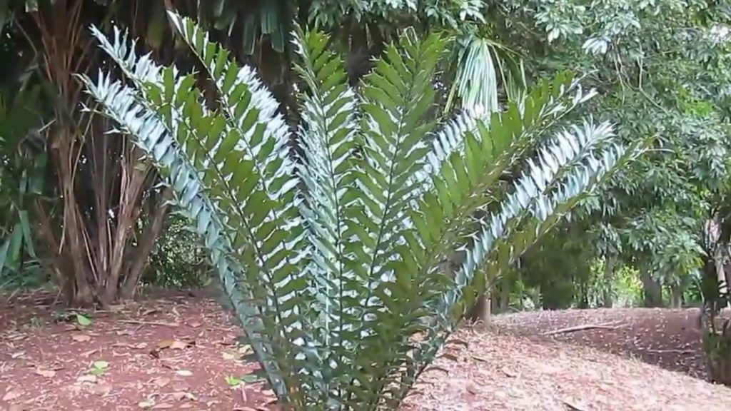 African Cycads: Encephalartos ferox
