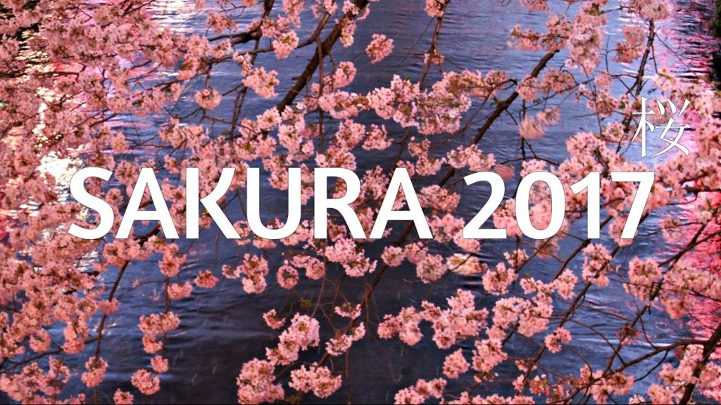 Sakura in Tokyo - Special ᴴᴰ ● 東京 桜