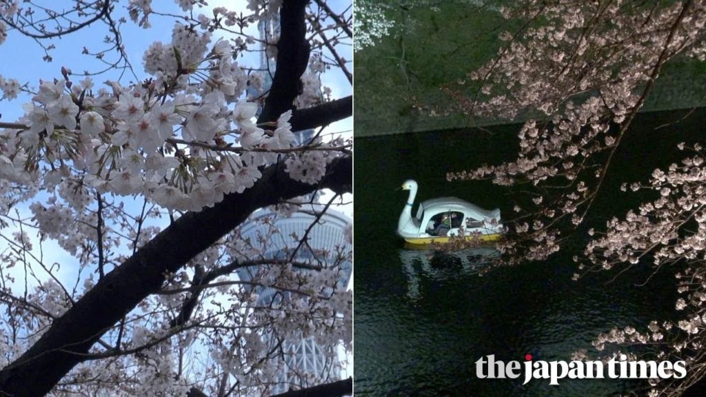 2019 cherry blossom season in Tokyo
