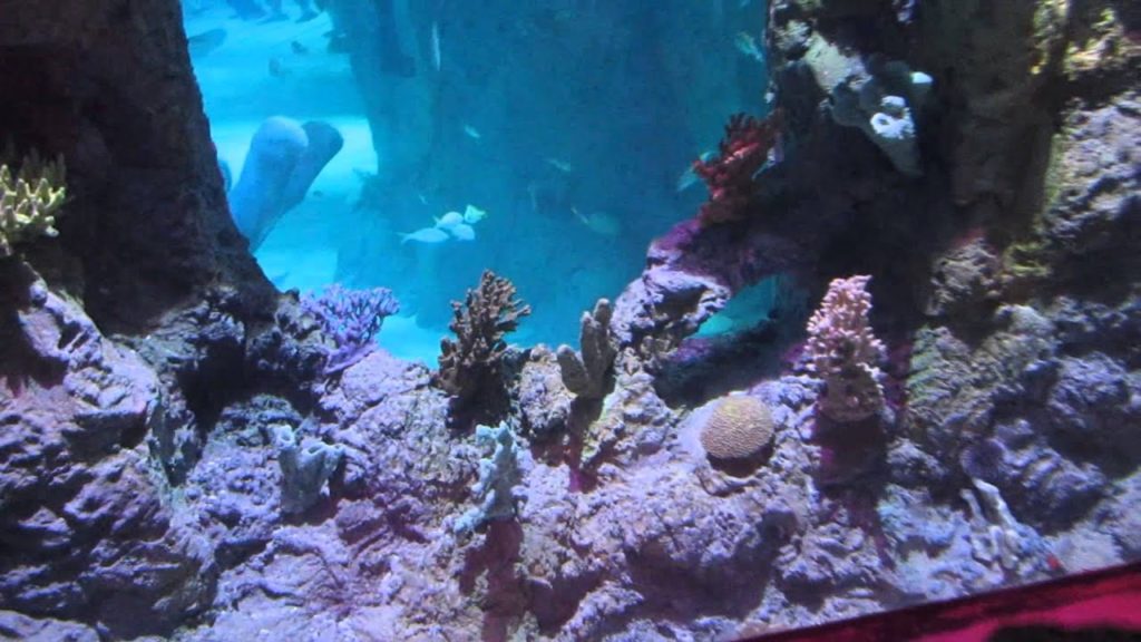 Sea Life Aquarium Sneak Peek at I Drive 360
