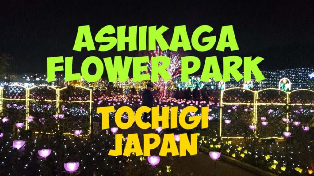 Tochigi Japan | Ashikaga Flower Park | Wisteria Festival | Winter illumination 2019 | Pinay in Japan Tochigi Japan | Ashikaga Flower Park | Wisteria Festival | Winter illumination 2019 | Pinay in Japan