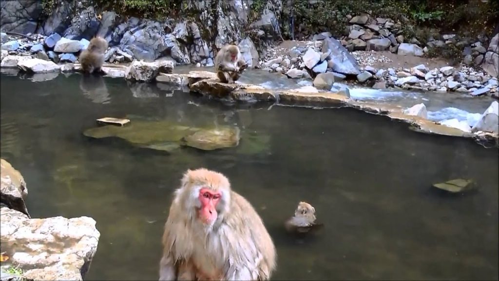 Jigokudani Monkey Park in Nagano, Japan