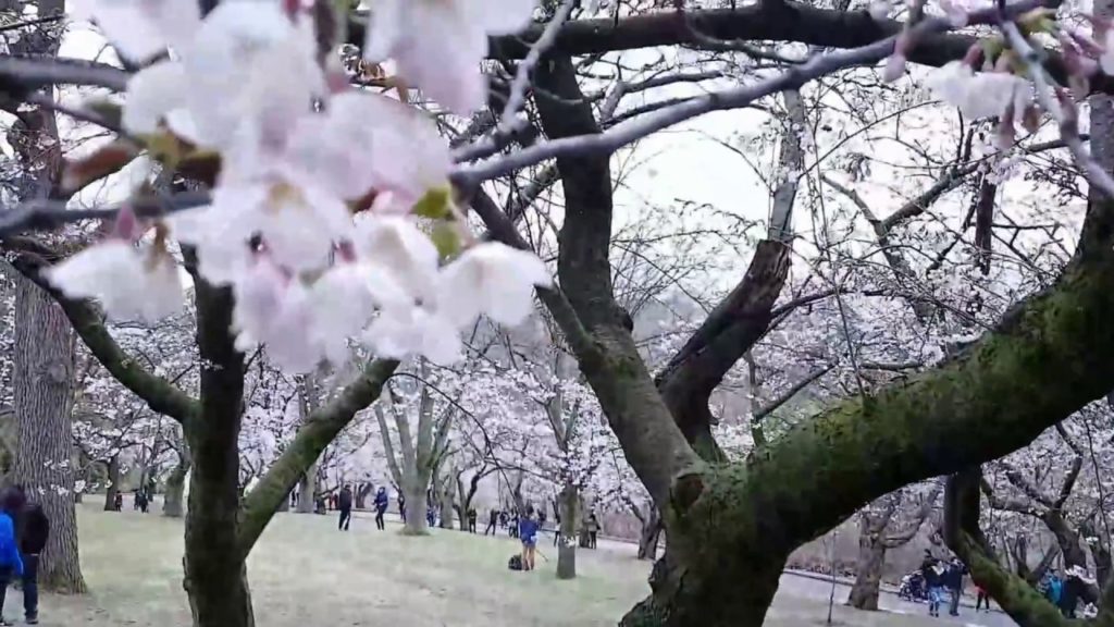 High park cherry blossom High park cherry blossom