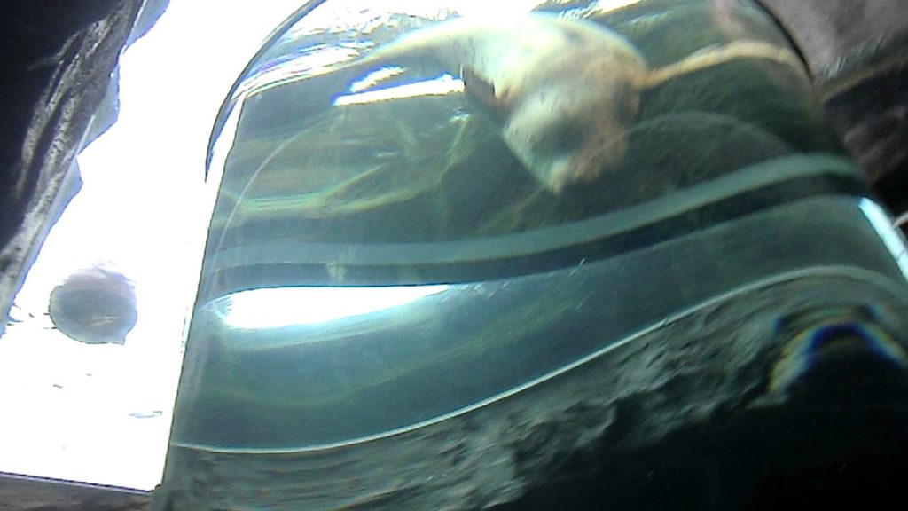 Seal swim up and down in tube tunnel at  "asahiyama zoo" hokkaido, Japan