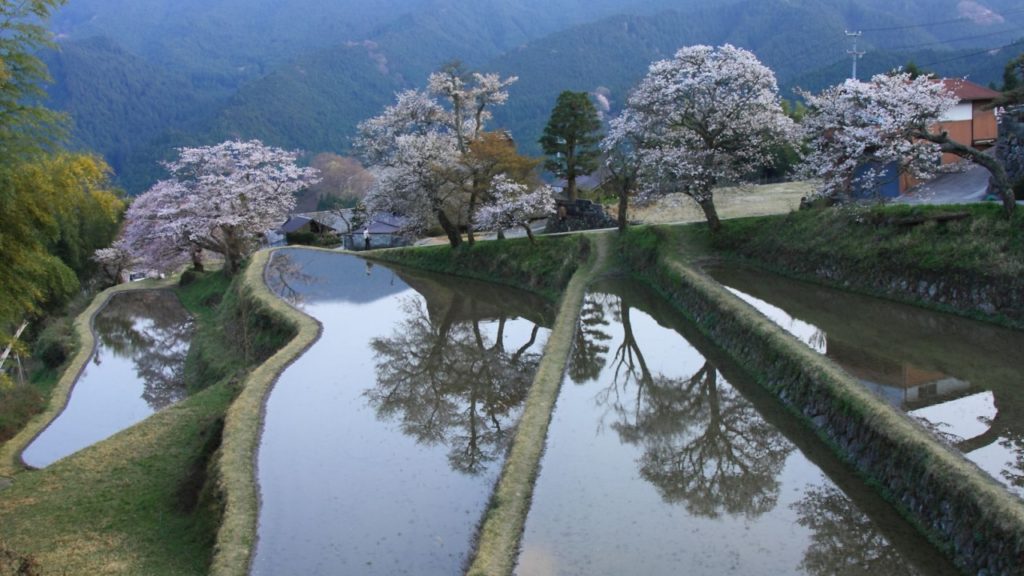 JG 三重 三多気の桜 夕景 Mitake Sakura at Dusk,Mie