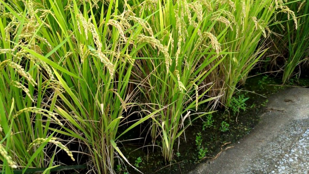 Rice paddies in Yokohama.