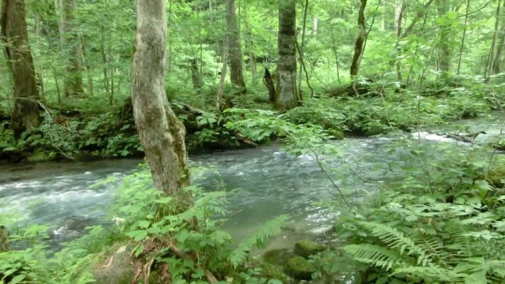 奥入瀬渓流をゆっくり歩く with Hague MMC - Oirase Moutain Stream