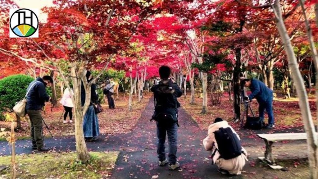 Autumn colors in Hiraoka Jugei Center (Sapporo, Hokkaido)