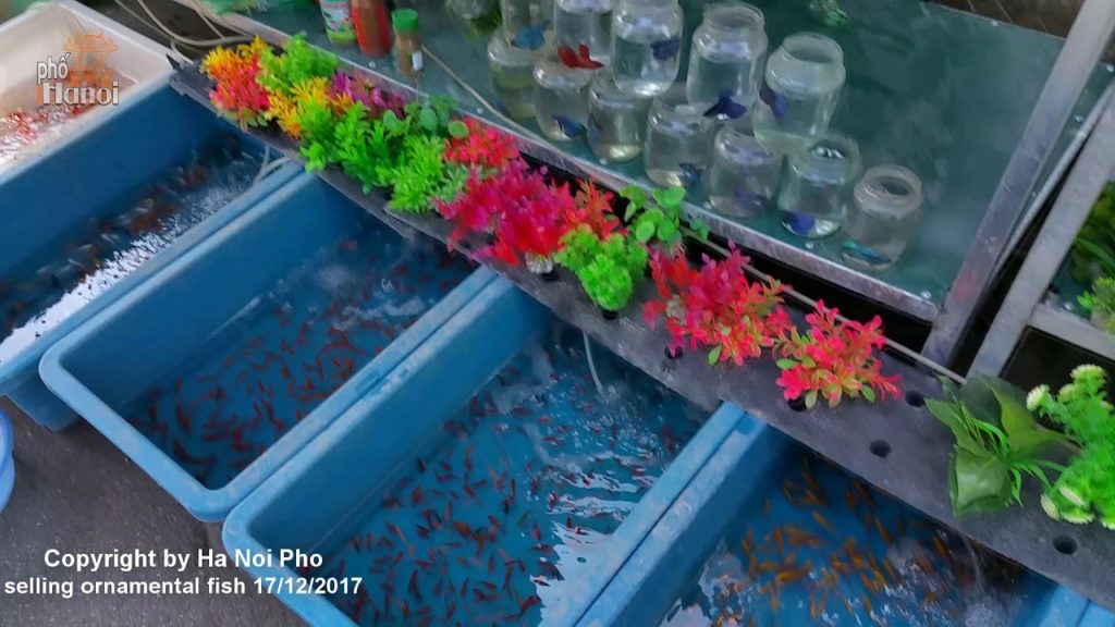Fish for sale CHỢ CÁ CẢNH VẠN PHÚC hanoi travel Hà Nội Phố
