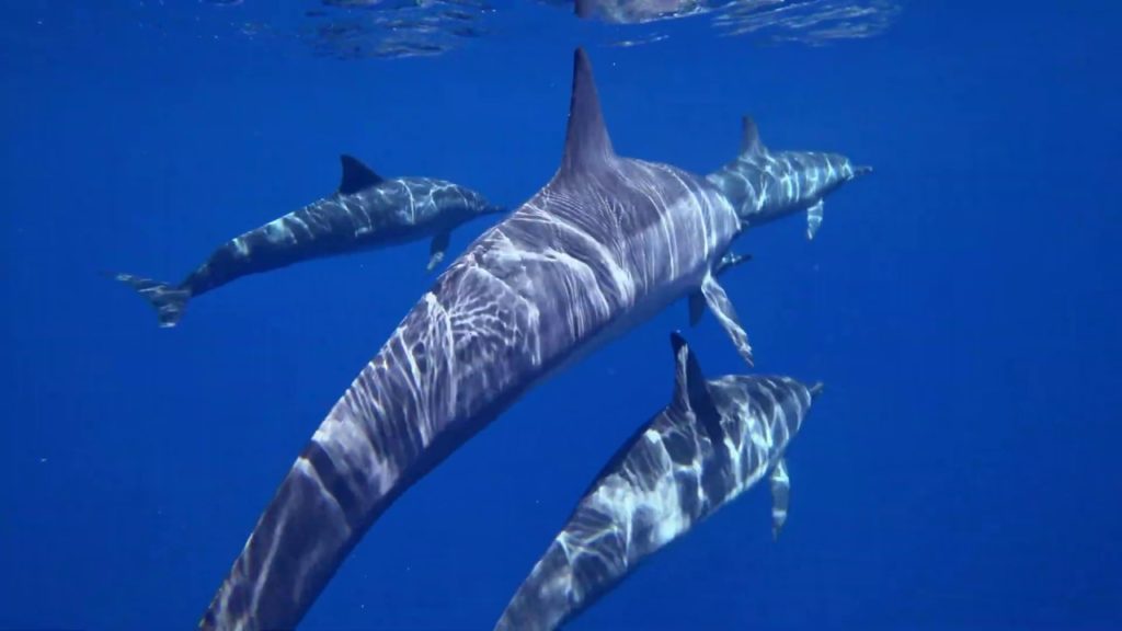 【 SPINNER DOLPHIN OF THE BONIN ISLANDS 】World Natural Heritage・Bonin Islands　【 ハシナガイルカ 】世界自然遺産・小笠原諸島