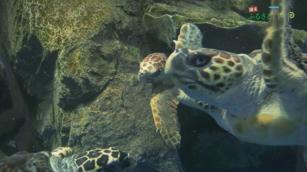 JAL 週末ふるさとTrip 徳島　ウミガメ博物館