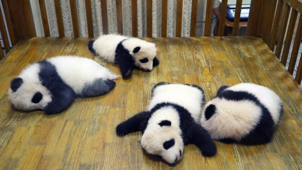 Panda Üretim Merkezi - Çin