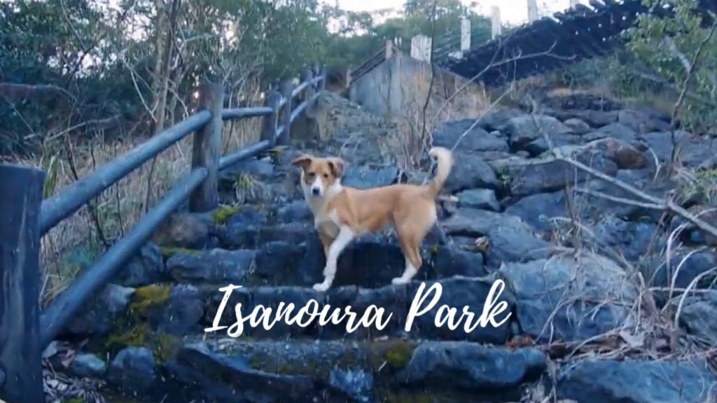 Bella exploring Isanoura Park • Sasebo, Japan Bella exploring Isanoura Park • Sasebo, Japan