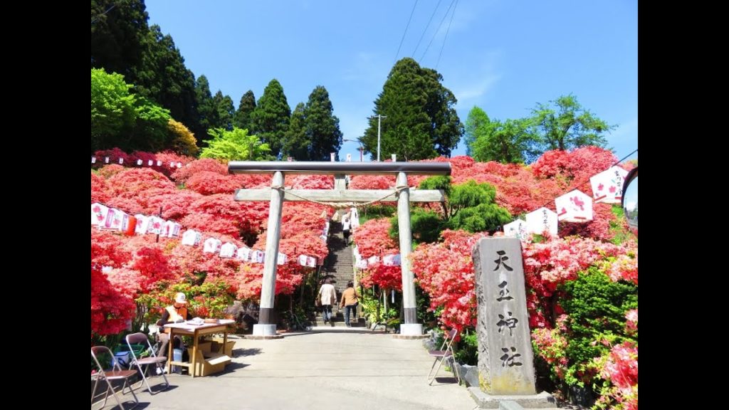 AOMORI Azalea Festival in Shichinohe 七戸つつじ祭り