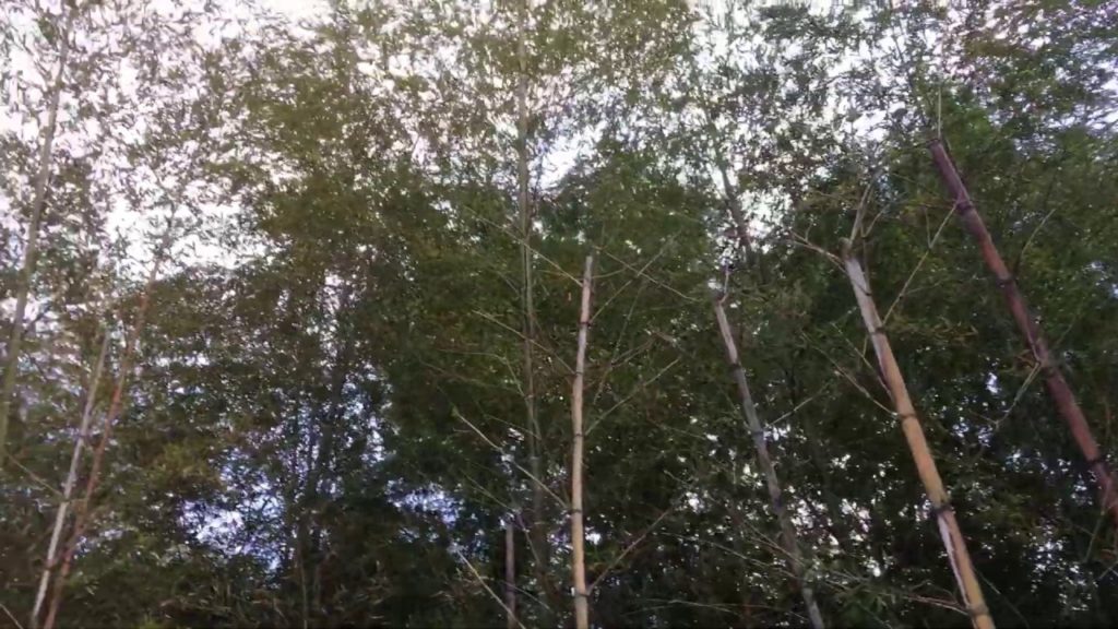 Private viewing and eating tour to the Ichiran Ramen Factory in Fukuoka.