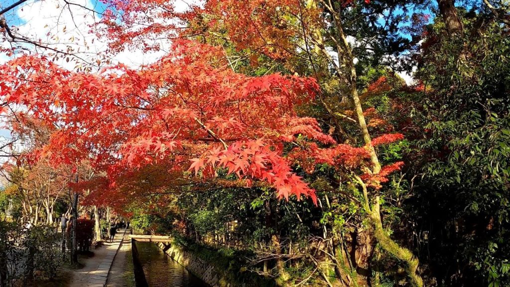 Japan Walking #49 Tetsugaku no Michi Philosopher's Walk Kyoto Autumn