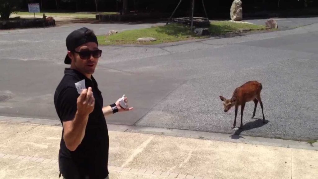 Japon 2012 - Hiroshima - Les daims de Miyajama