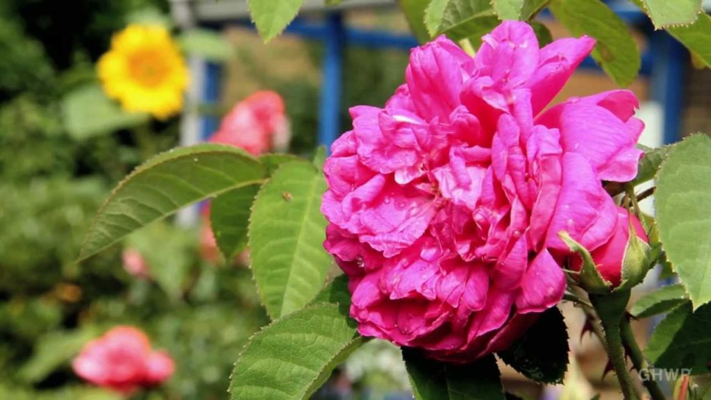 My Mother's Flower Garden - In Another Minute (Week 169)