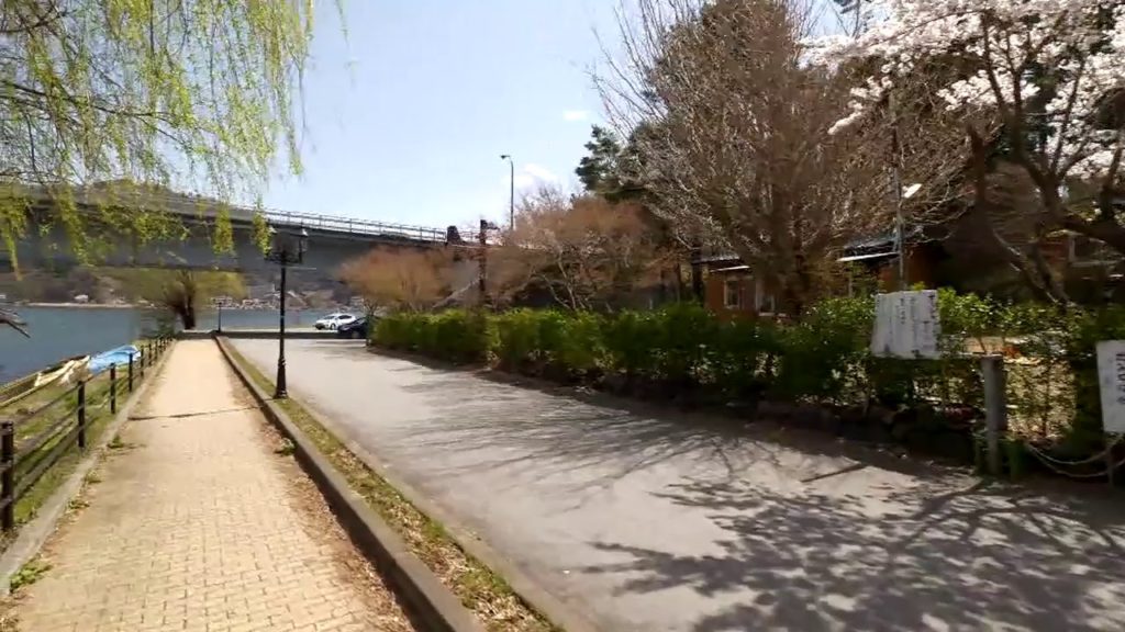 【Live】Fuji Kawaguchiko lake sakura