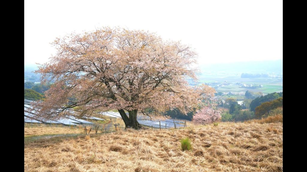 JG☆☆ 4K 福岡 一度は行きたい 才尾の桜 牧場に咲くのどかな風景 Fukuoka,Sakura at Saio