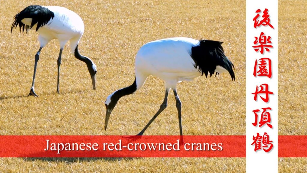 Japan Travel Guide : Japanese red-crowned cranes of Okayama Korakuen, Japan famous gardens #後楽園 #丹頂鶴