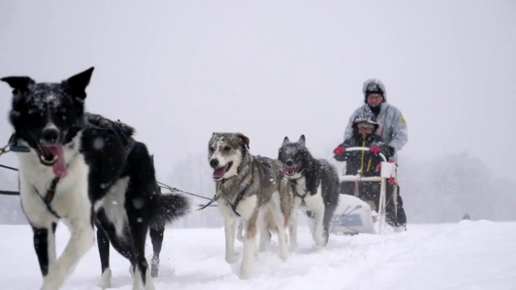 十勝の大雪原で犬ぞり操縦体験してきた！@北海道鹿追町  Dog sledding at Tokachi Shikaoi, Hokkaido