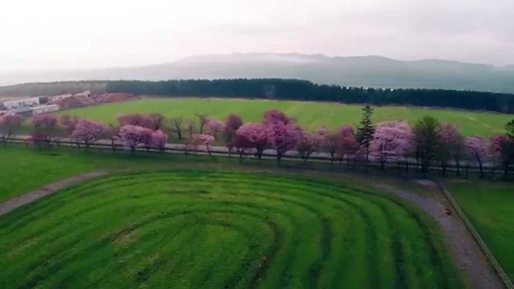 The Cherry Trees on Nijukken Road in Shizunai