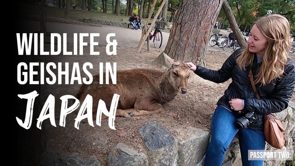 WILDLIFE AND GEISHAS IN JAPAN  // Kyoto/Nara, Japan WILDLIFE AND GEISHAS IN JAPAN  // Kyoto/Nara, Japan