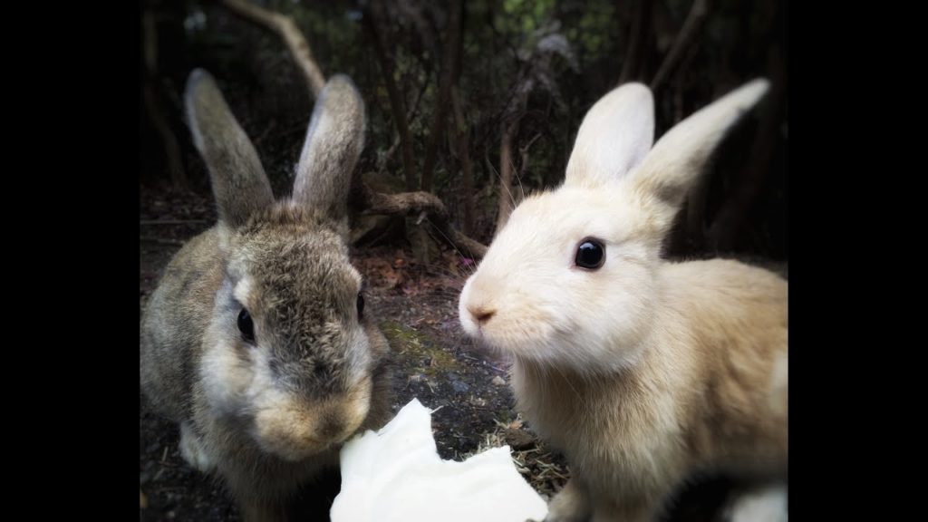 360 Okunoshima - Recorriendo la Isla de los Conejos