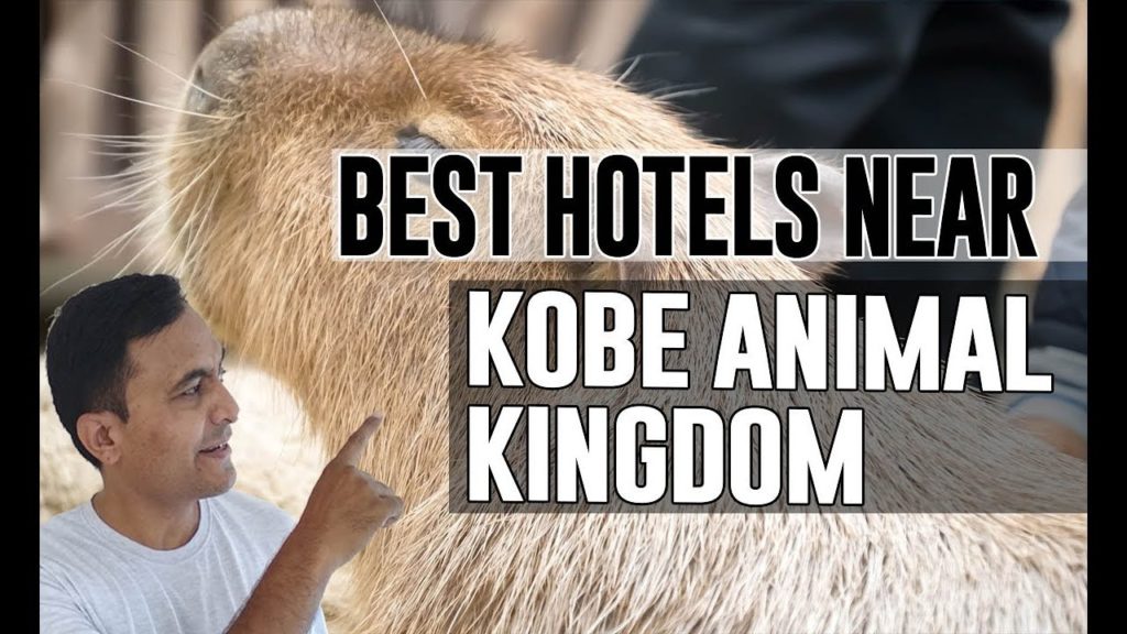Best Hotel   Accommodation near Kobe Animal Kingdom, Chuo