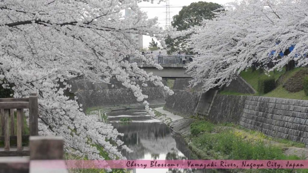 [HD] Cherry Blossoms at Yamazaki River (Nagoya,Japan) : 山崎川の桜 (2012)