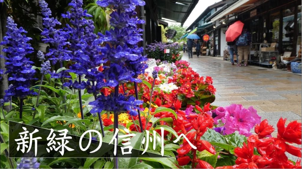 新緑の信州へ 国宝松本城・諏訪大社・諏訪湖… etc 2017年5月26日 新緑の信州へ 国宝松本城・諏訪大社・諏訪湖… etc 2017年5月26日