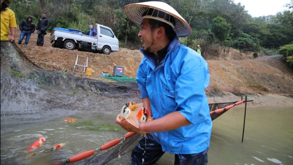 THE HEART OF NISHIKIGOI: KOI HARVEST TIME! DAY 3