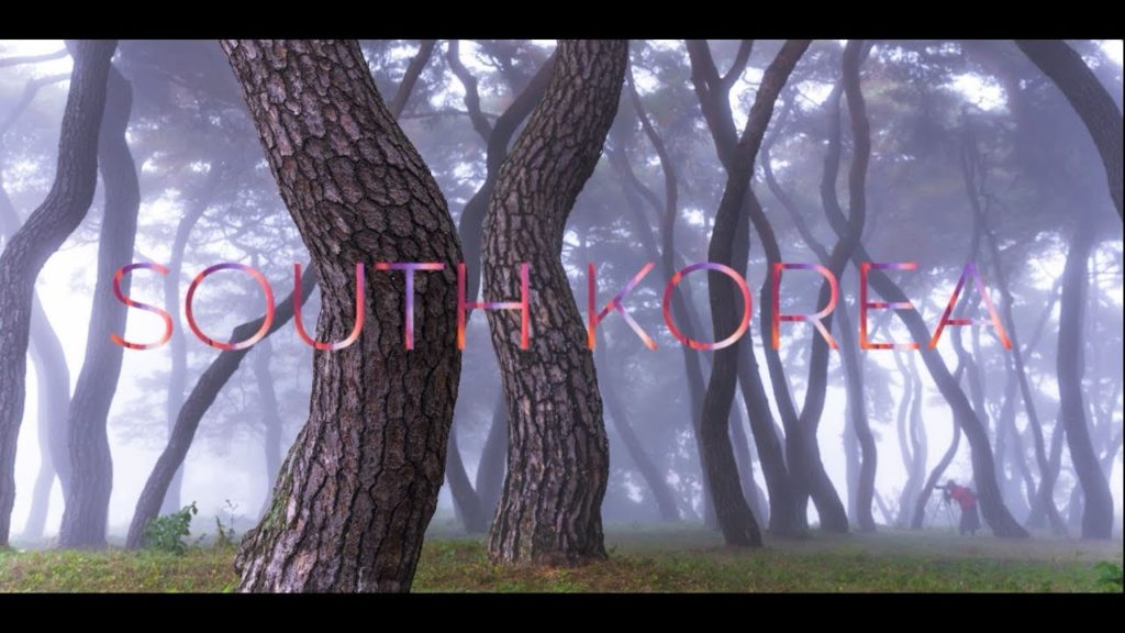 8K TimeLapse 신비로운 아침 안개 숲 소나무 밤하늘 은하수 Beautiful Korea