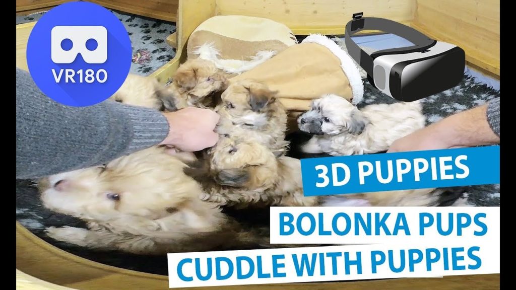Cuddle With Dog Puppies VR180 3D - Gear VR, Oculus Quest, HTC Vive, PlayStation VR