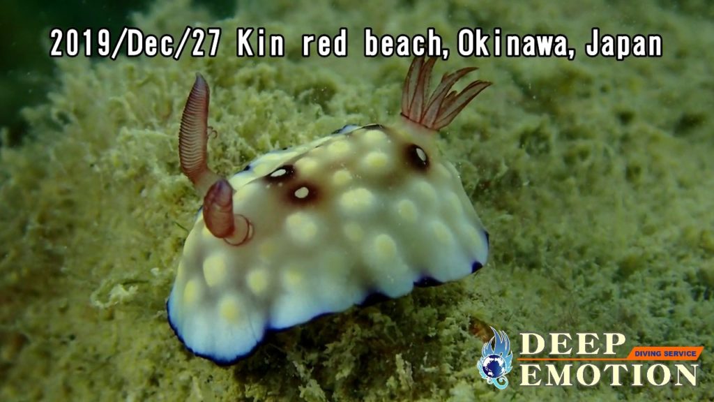 Macro diving at Kin red beach in Okinawa Japan 2019/Dec/27