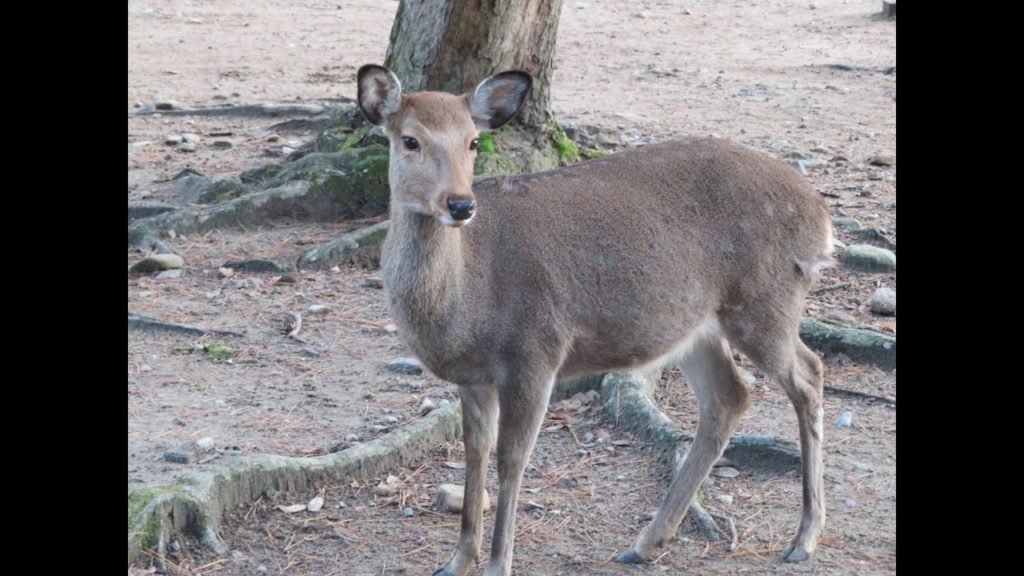 Travelling Around Japan - Join Me Today