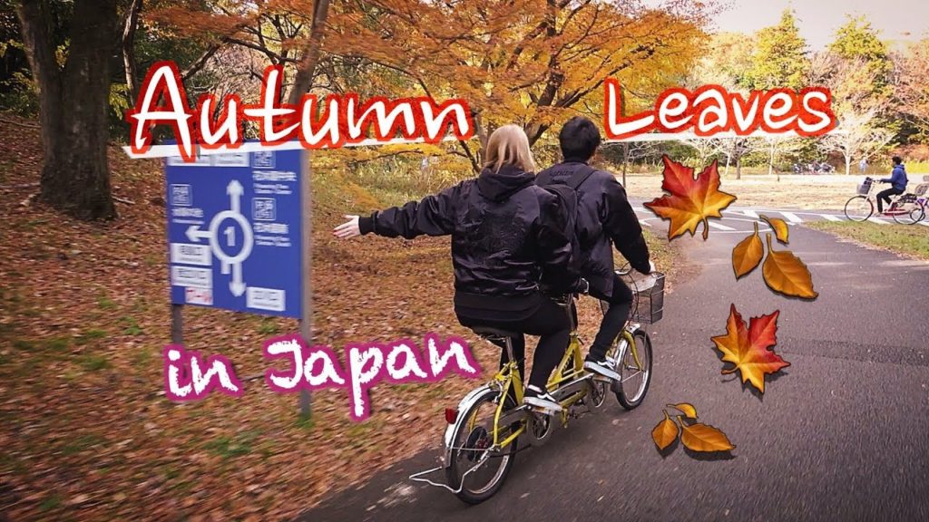 Koyo: Autumn Leaves in Japan!