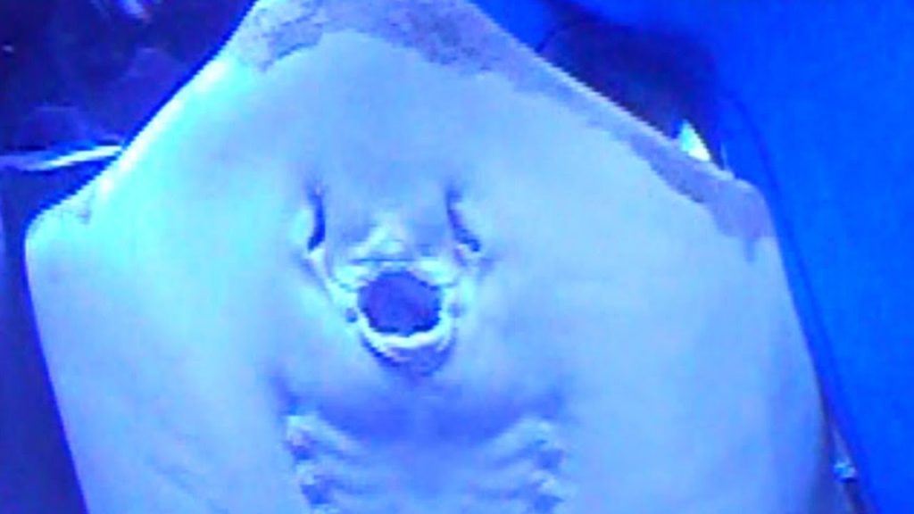 Fish feeding in Aquarium Kyoto Japan