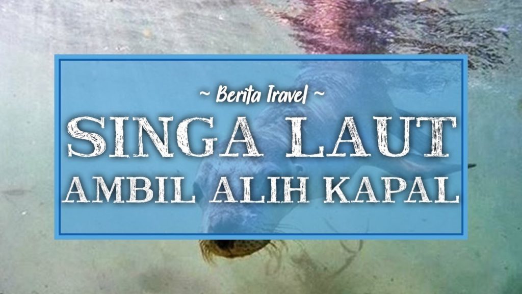 Viral di Medsos, Singa Laut Raksasa yang Ambil Alih Kapal di Teluk Eld