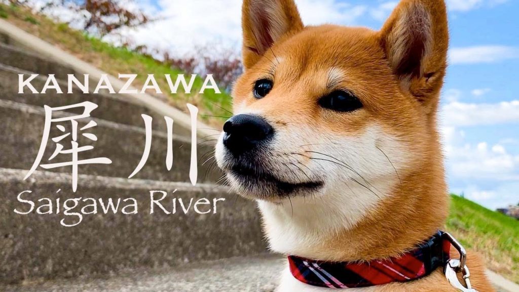 【Japan Vlog】Walking along Saigawa River, Kanazawa, Ishikawa, Japan 柴犬旅 金沢 【Japan Vlog】Walking along Saigawa River, Kanazawa, Ishikawa, Japan 柴犬旅 金沢