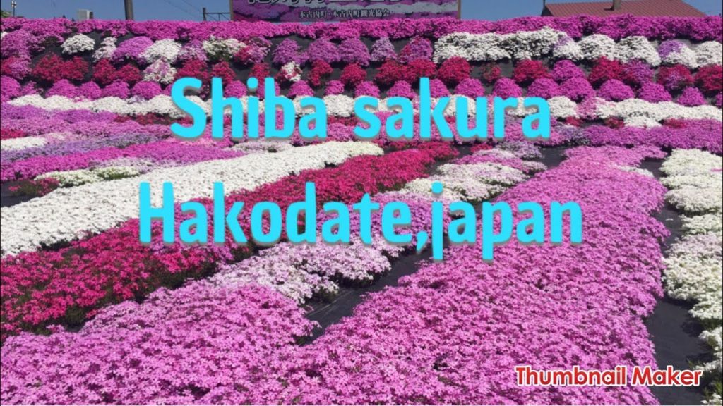 SHIBA SAKURA | HAKODATE JAPAN | beautiful flower in hokkaido