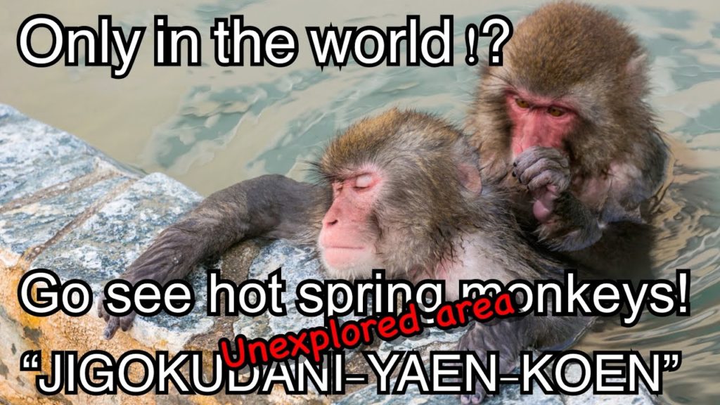 Only in the world!  ?  Go see the monkey entering the hot spring! 長野 地獄谷野猿公苑 車載動画